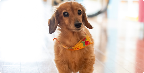 ダックスフンド