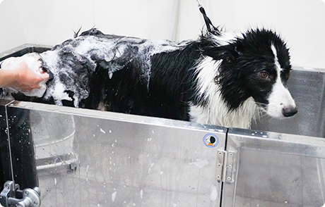 セルフウォッシュ